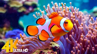 Aquarium 4K VIDEO (ULTRA HD) 🐠 Beautiful Coral Reef Fish - Relaxing Sleep Meditation Music