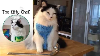 The Kitty Chef (The Oreo Cat): Chicken Soup for Cats.