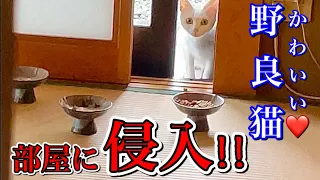 勇気を出して家に侵入した野良猫が畳の上でご飯を食べる