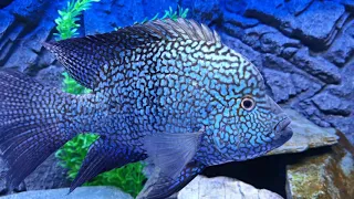 Large male carpintis cichlid