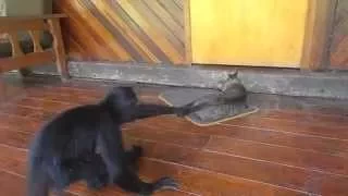 El Monkey vs. El Cat. And the winner is...