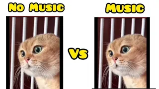Cat Voice edit no music vs music 🎶# random boy