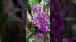 Нонг Нуч, Сад орхидей, Pattaya, Thailand