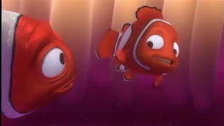 Aussie Finding Nemo