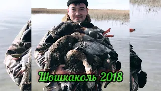 Охота на уток в Шошкаколь Туркестанская область