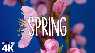 Spring - Аwakening of Nature - 4K | Music Video