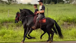 Garanhões mangalarga marchador de marcha picada, Trovão Ped e Jafar do Viajeiro, dois lindos cavalos