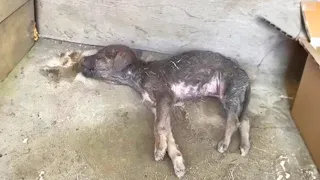 Head injured with barely breathing, the puppy was helpless and could only cry