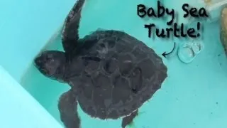 Injured Sea Turtles Get Rescued