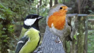 Bird Sounds : Birds Chirping Sounds for Cats to Watch and Listen To