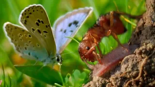 Ants Adopt a Butterfly | BBC Earth