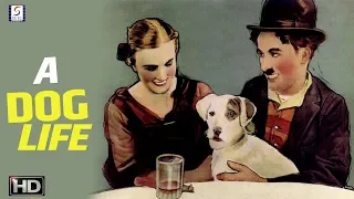 A Dogs Life 1918 - Charlie Chaplin Comedy Movie | HD | Charlie Chaplin, Edna Purviance.