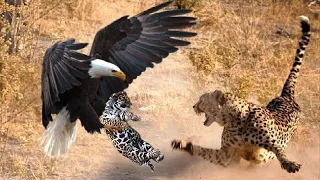 The Eagle Attacks The Young Leopard Cub In Front Of Its Mother, And What Happens Next?  Eagle VS Leo