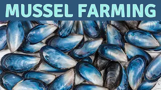 Sustainable Seafood: Long Line Vertical Farming, Mussel Aquaculture at Santa Barbara Mariculture