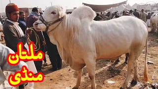 Multan Cow Mandi me Kubsuraat Nukryy, Cholistani or Sahiwal Bachryy Qurbani 2021 k janwar in Multan