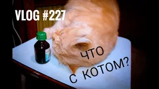 03.11.18 РЕАКЦИЯ КОТА НА ВАЛЕРЬЯНКУ!