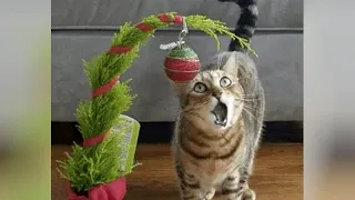 CATS really love to fight with CHRISTMAS TREES