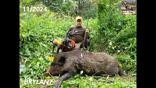 CZARNE DUCHY ZNAD WISŁY FCI. 11/2024 #hunting. Nowy cykl odcinków. Moje życie z gończymi polskimi.