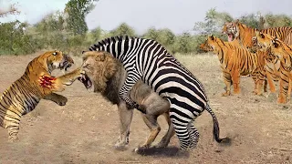 Unbelievable! Super Zebra Alone Fight & Defeat Hungry Lion, Tiger Vs Lion