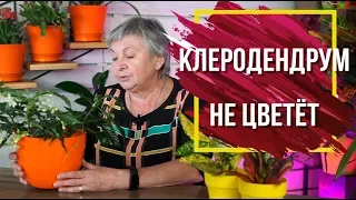 Почему не цветет Клеродендрум 🌺 Клеродендрум Посадка и Уход 🌺 Комнатные Цветы