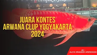 JUARA KONTES ARWANA CLUB YOGYAKARTA ACY TERBARU 2024