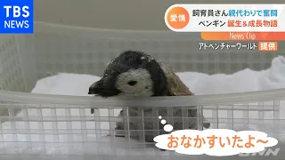 誕生！ペンギンの赤ちゃん