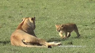 cute lion cub seeking for mum's and aunt's attention (funny)