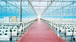 Greenhouses & Technology Projects | NOVAGRIC
