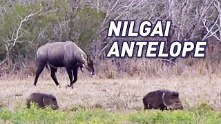 Hunting the Toughest BIG GAME Animal in South Texas