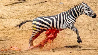 ZEBRA GUTS FALL OUT! after Battle and What Happen Next in Nature - Animal Documentary | Wild Stories