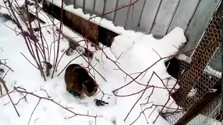 Кот Рыся поймал птицу.The cat caught the bird.