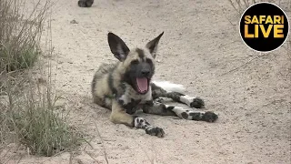 safariLIVE - Sunset Safari - October 01, 2019