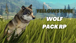 Yellowstone Unleashed Roblox - Wolf Pack Hunting Cougars, Bears And Horses Gameplay