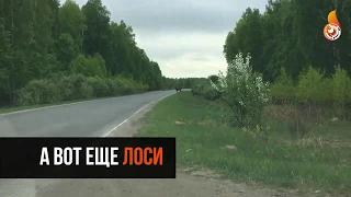 Лоси и кабаны в городской черте