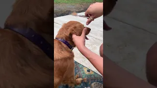 Golden Retriever Ear Trim Grooming Tutorial