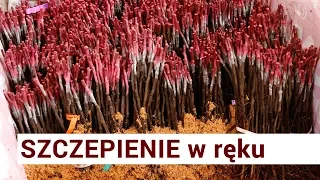 Szkółki: szczepienie w ręku [film] - Nowakowscy, Żdżary