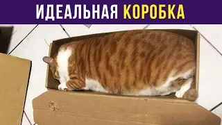 Приколы. ИДЕАЛЬНАЯ КОРОБКА | Мемозг #86