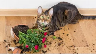 Cats Who DESTROY PART 2 (A compilation)