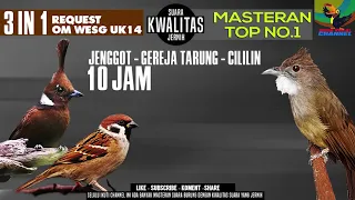 Masteran Best Kompilasi !!! Suara burung Cucak jenggot - cililin - Gereja tarung #requestmastering33