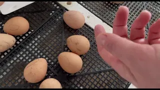 Закладываем яйца цесарок на инкубацию