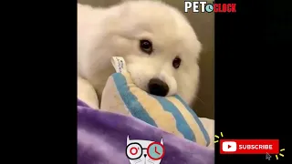 Try Not To Laugh Challenge  BEST FUNNY CUTE CAT GATO DOG PERRO ANIMAL PET VIDEOS THE WEEK #79 2021