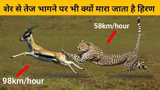 शेर से तेज भागने पर भी क्यों मारा जाता है हिरण|Dangerous Animals in world /Animals kingdom #shorts