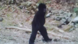 BIRD WATCHER GETS A GLIMPS OF BIGFOOT