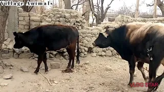 Exciting 🤠 Bull And Cow Romance In My Village | Village Animals |