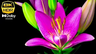 Best of HDR Flower 8K Footage | 60FPS | Dolby Vision