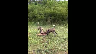 Wild Dogs seen in Botswana