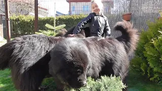 Girl meeting big dogs for a first time