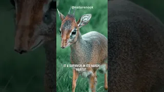 The Dik-Dik | Small Size, Big Personality