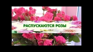 ЦВЕТЫ Нереально КРАСИВО распускаются РОЗЫ