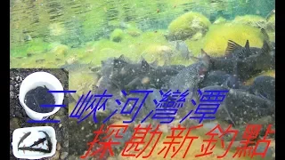 2019 2 12 三峽河灣潭 探勘新釣點